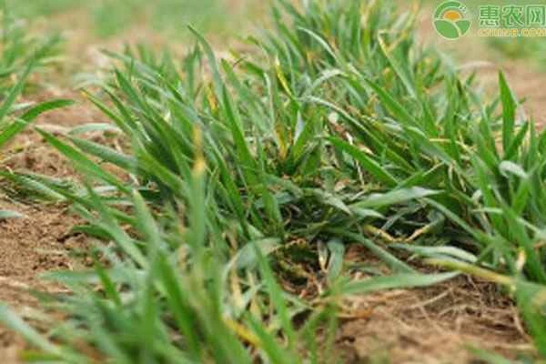 Is it better to use urea or compound fertilizer for topdressing wheat?