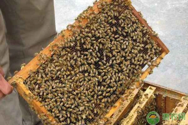 How many days do worker bees live?