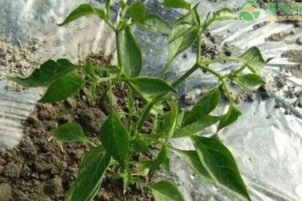 How many days does it take for chili seeds to germinate?