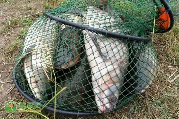 What is the maximum weight a crucian carp can grow to?