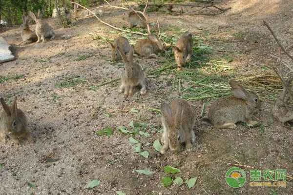 Belgian rabbit breeding methods