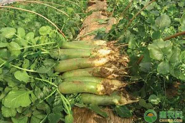 When is the best time to plant radishes and cabbages?