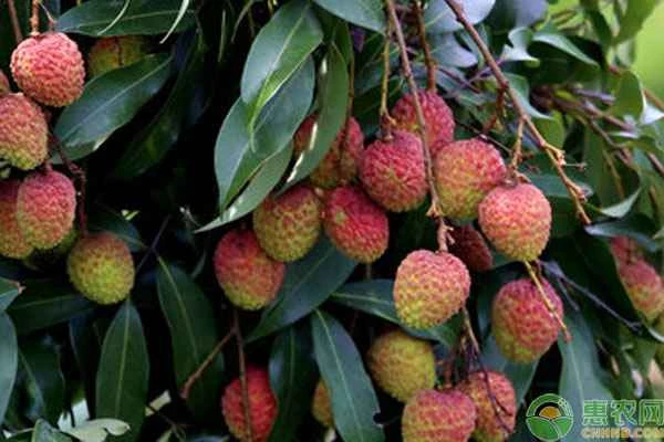What season is best for planting lychees?