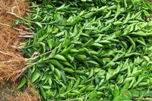 When is the best time to plant citrus seedlings?