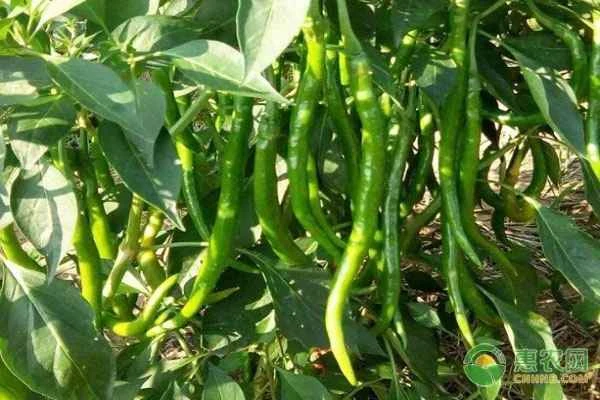 What is the typical yield of chili peppers per mu (unit of land area)?