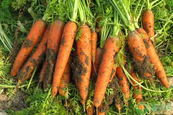 How can you grow carrots to achieve a high yield?