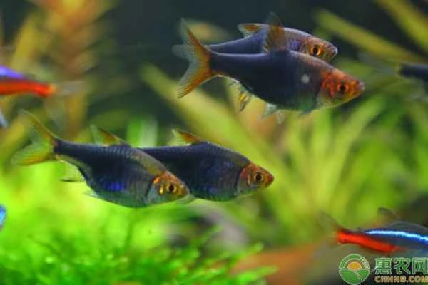 How long can small fish live without being fed?