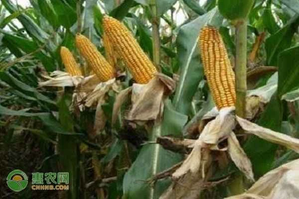 High-yield and high-efficiency maize cultivation techniques