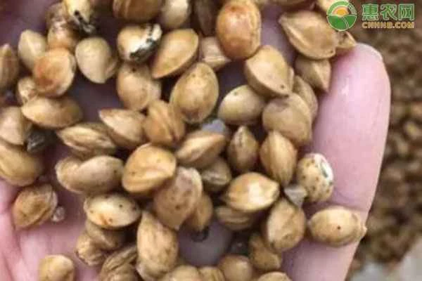 Can cherry seeds germinate without removing the husk?