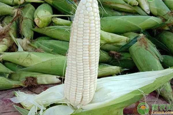 How can you grow white corn to achieve a high yield?