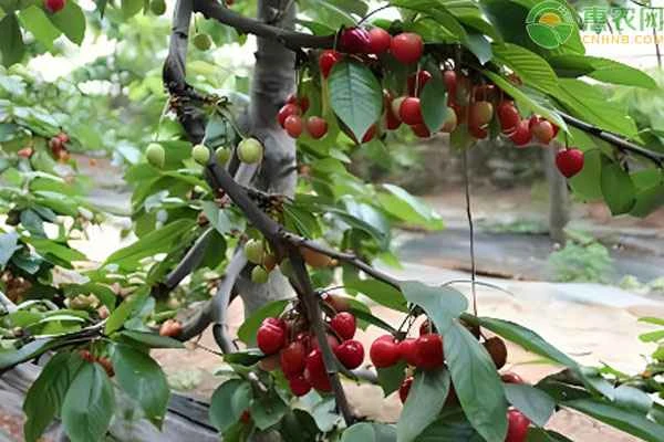 When is the best time to plant cherry tree saplings?