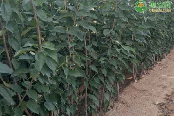 When is the best time to plant cherry tree saplings?