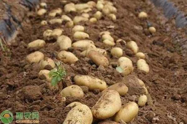 Where do potatoes grow?