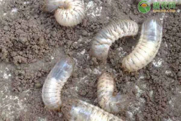 What should I do if there are insects in the field, and what pesticide should I use?