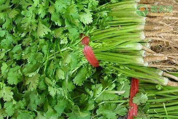 How to fix yellowing cilantro leaves?