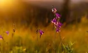 Health Tips: Foods to Nourish the Lungs During the Autumn Equinox