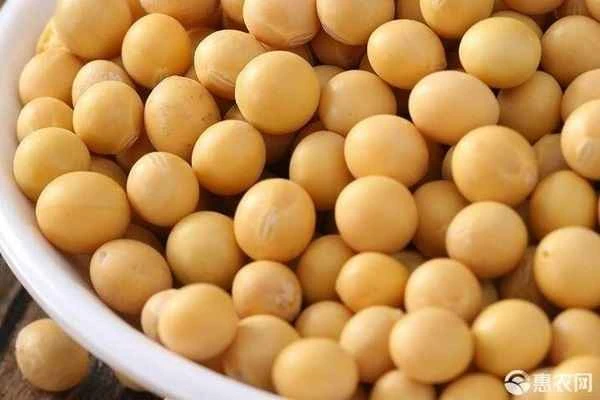 What type of crop is "菽"?