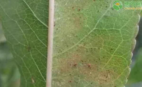 How can insecticides be formulated for better results?