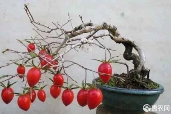 Is it better to grow native persimmons or grafted ones?