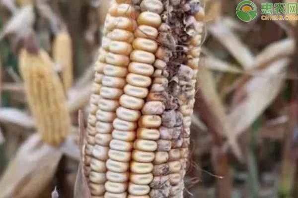 What are the methods for preventing and controlling corn ear rot?