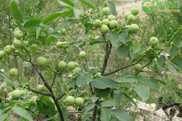 What are some fertilizers specifically for walnut trees?