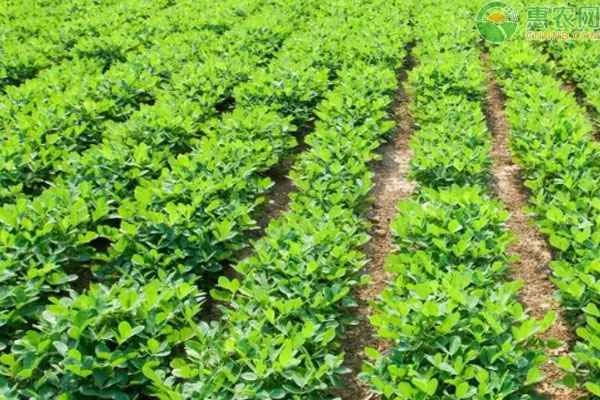 What medicine can be used to completely control all diseases in flowering plants?