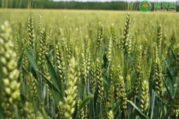 Should winter wheat or spring wheat be planted in the North China Plain?