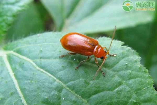 What is the best medicine for treating yellow gourd?
