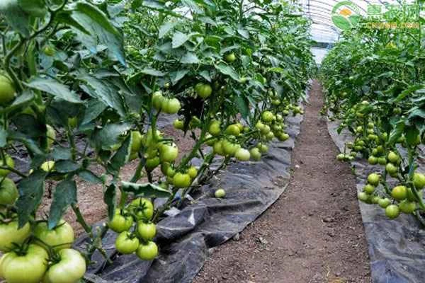 What's the best plant to grow tomatoes with?