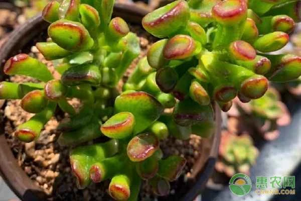 How can I care for my money tree to make it thrive?