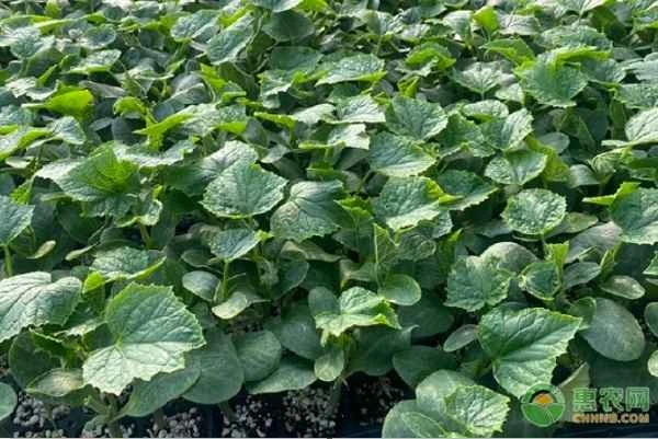 When should cucumber seedlings be started?