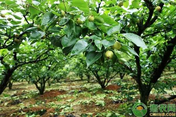 What fruit trees can be grafted onto a pear tree?