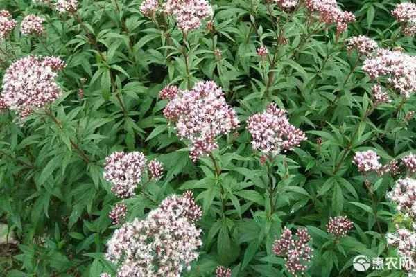 What are the distinctive features of Perrin's photographs?