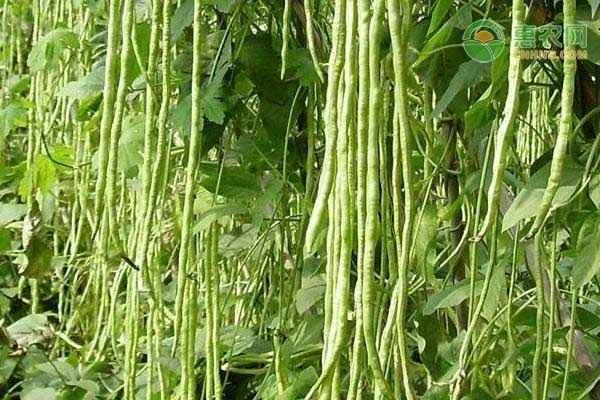 How many days does it take for long beans to sprout and emerge from the soil?