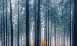 Traditional Chinese Medicine Health Preservation: An Essential "Natural Remedy" for Summer Heatstroke