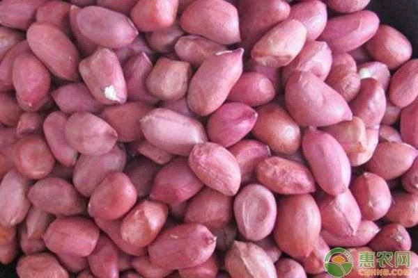 How many seeds should you plant when planting peanuts?