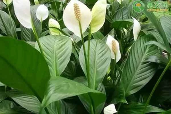 How to remedy drooping and softening leaves of a peace lily?