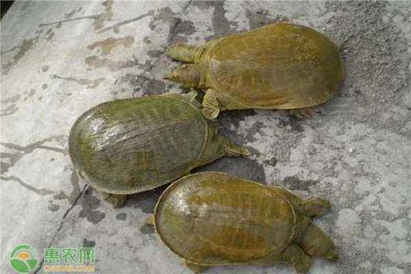 What causes a soft-shelled turtle to lose its appetite?