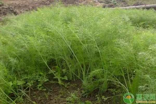 When is the best time to plant fennel?