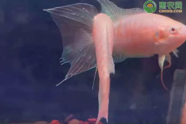 What kind of food do betta fish eat?