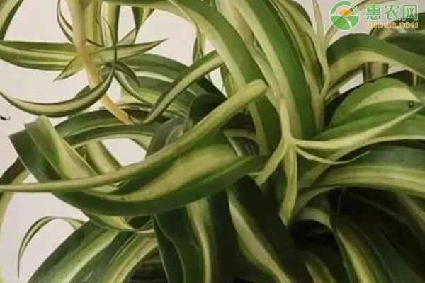 Does the variegated spider plant prefer shade or sun?