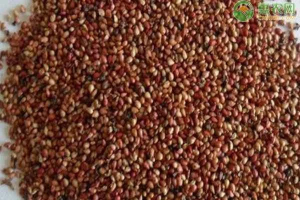 How to germinate strawberry seeds?