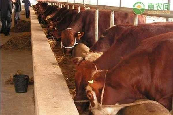 How many cows can a bull mate with?