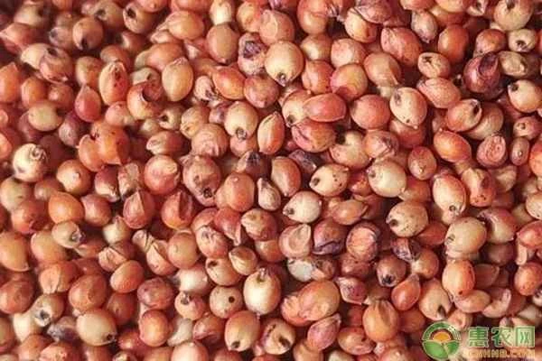 What is the grain harvested from sorghum called?