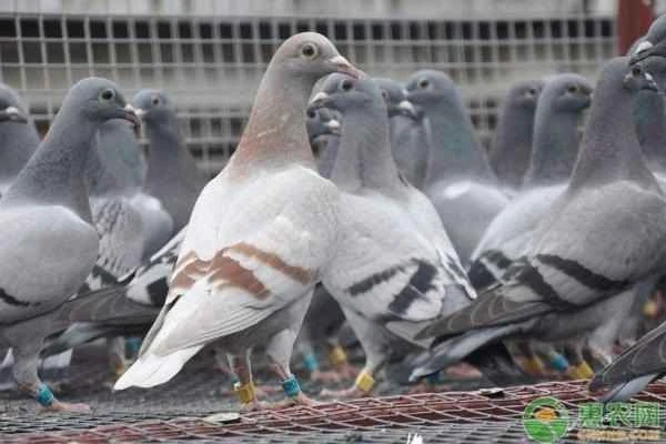 How can I keep my pigeons from flying away?