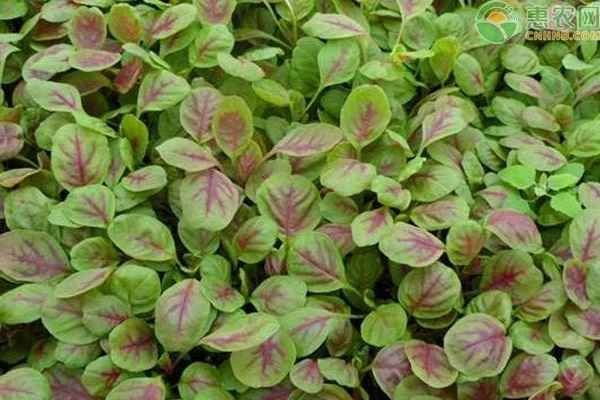 Can amaranth be planted in the summer? How do you plant it?