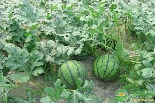 How many fruits does one watermelon plant (8424) produce?