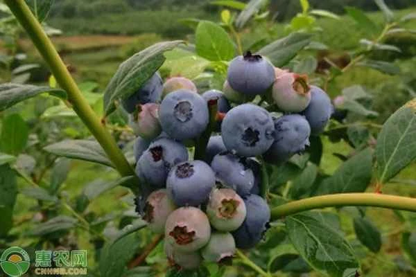 How to grow blueberries so that they grow lush and abundant?