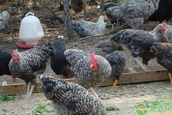 Does a hen need a rooster to fertilize her eggs?