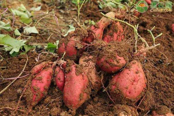 When should sweet potato seedlings be planted?